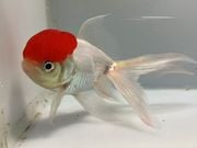 ���Ĺ�Ƭðĺ��1�֡���Ĺ��14���������� kingyo ������� ���󤮤�