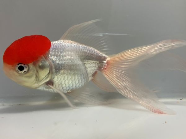 飯田高頭丹頂 1番 全長約14センチ 金魚 kingyo 金魚生体