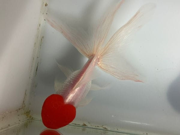 きんぎょ 桜錦 1番 全長約11.5センチ 金魚 kingyo 金魚生体 きんぎょ | 桜