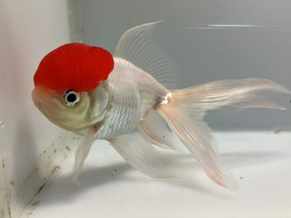 飯田高頭丹頂 1番 全長約14センチ 金魚 kingyo 金魚生体