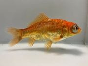 �ɥ饴�����ǥᥭ��1�֡���Ĺ��12���������� kingyo ������� ���󤮤�