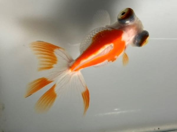 金魚　様 金魚王子】青丹鳳(19cm±) 個体番号:fgh883 尊い✨ #丹鳳 #青丹鳳