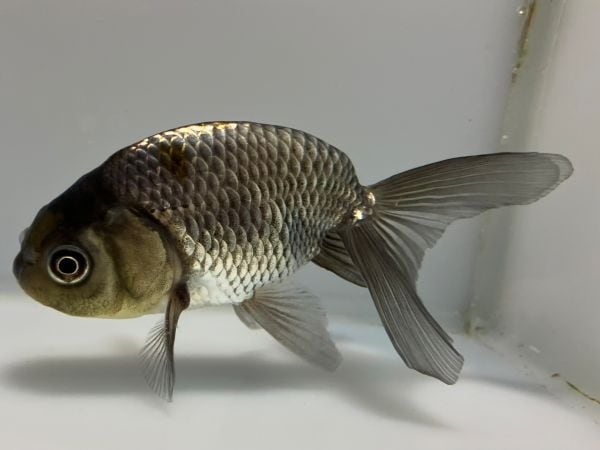 『きんぎょ』 金魚王子】ホワイト蝶尾 7±1cm前後 (個体番号：cde551) 金魚