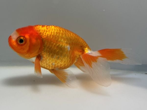 きんぎょさま専用 GEX 金魚元気 ぶくぶくクリア250CUBE 幅25×奥行25