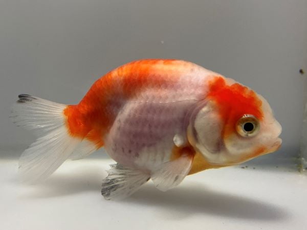 【内祝い】 1番 桜錦 全長約11.5センチ 桜 | きんぎょ 金魚生体 kingyo 金魚 バッグ