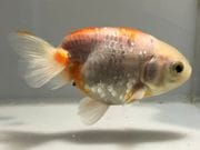 ���ӡ�12�֡���Ĺ��10.5���������� kingyo ������� ���󤮤� 