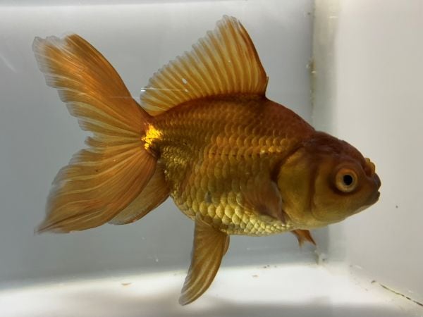 茶金 1番 全長約12センチ 金魚 kingyo 金魚生体 きんぎょ