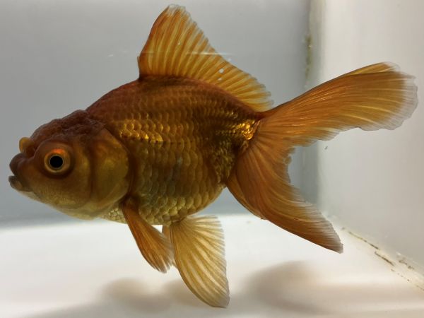 きんぎょページ 金魚王子】変わり柄水泡眼 6.5±1cm前後 (個体番号：cde411) 金魚