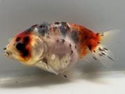 ���Ͷӡ�1�֡���Ĺ��9���������� kingyo ������� ���󤮤�