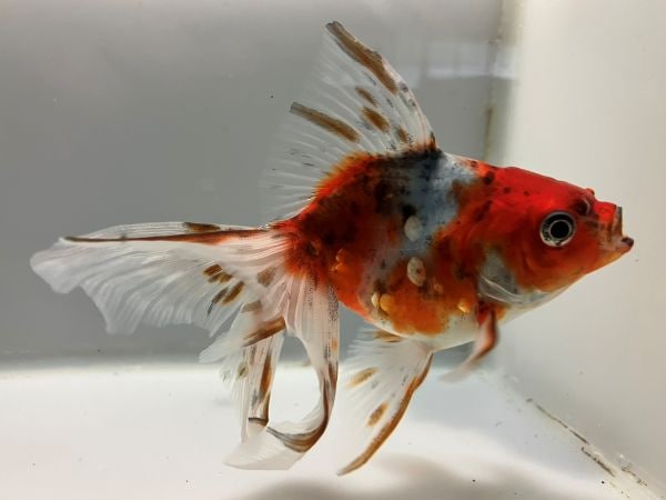 金魚 金魚元気 プロバイオパワーフード 沈下性70g<金魚フード