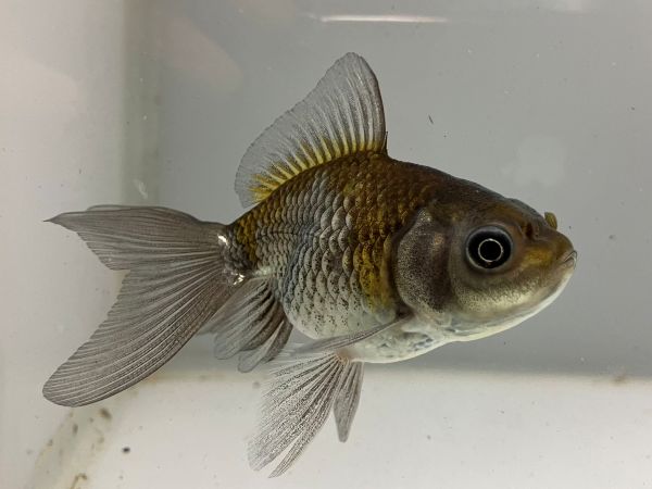 青文魚 1番 全長約8.5センチ 金魚 kingyo 金魚生体 きんぎょ