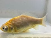 �������ǥᥭ��1�֡���Ĺ��11���������� kingyo ������� ���󤮤�