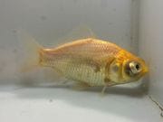 �������ǥᥭ��5�֡���Ĺ��11���������� kingyo ������� ���󤮤�