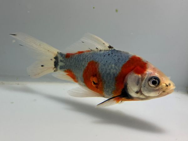 ミ*ク様 ekizochika エキゾチカ　胴回り26～34㎝ぐらい　金魚柄　浴 東川朱文金 11番 全長約13センチ 金魚 kingyo 金魚生体 きんぎょ