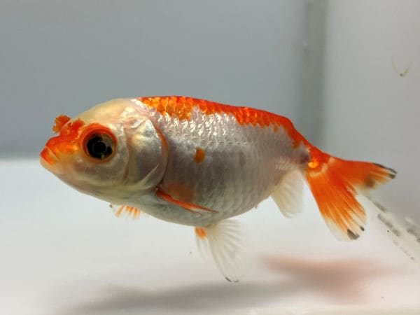 きんぎょ 大阪らんちゅう 12番 全長約8センチ 金魚 kingyo 金魚生体