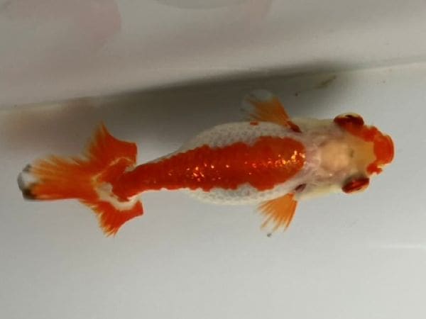 大阪らんちゅう 12番 全長約8センチ 金魚 kingyo 金魚生体