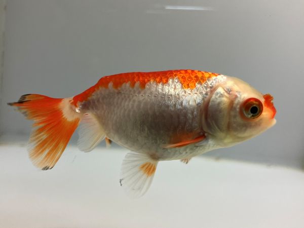 大阪らんちゅう 12番 全長約8センチ 金魚 kingyo 金魚生体