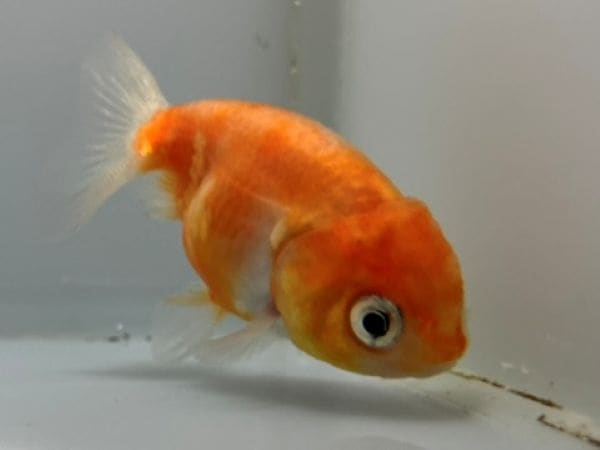 桜錦 1番 全長約11.5センチ 金魚 kingyo 金魚生体 きんぎょ | 桜