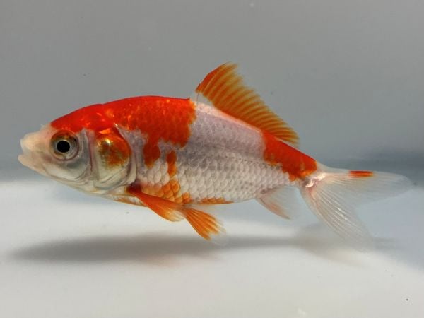 サラサ和金 11番 全長約8センチ 金魚 kingyo 金魚生体 きんぎょ