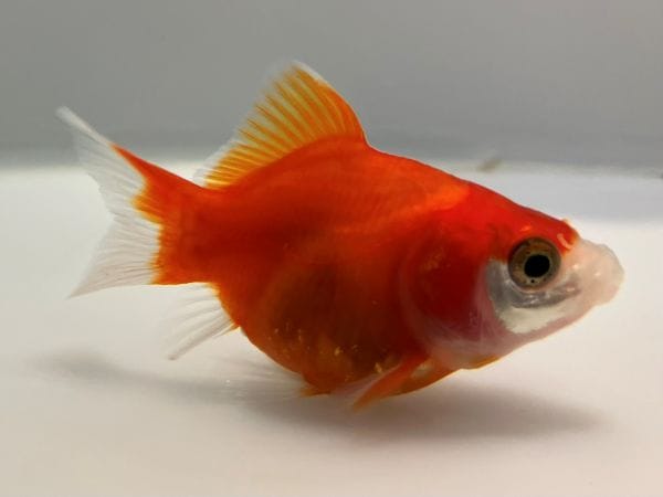 福だるま 2番 全長約6センチ 金魚 kingyo 金魚生体 きんぎょ
