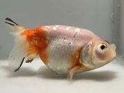 ��񻺥ե��å��إåɡ�1�֡���Ĺ��11���������� kingyo ������� ���󤮤�