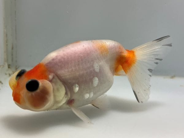 中国産フロッグヘッド 1番 全長約10センチ 金魚 kingyo 金魚生体