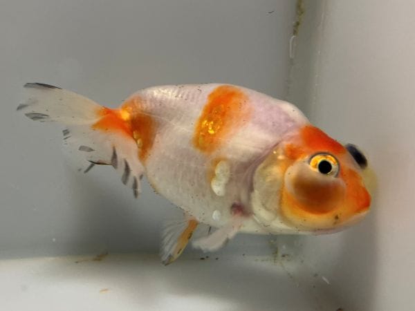 中国産フロッグヘッド 1番 全長約10センチ 金魚 kingyo 金魚生体