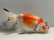 ��񻺥ե��å��إåɡ�2�֡���Ĺ��11���������� kingyo ������� ���󤮤�