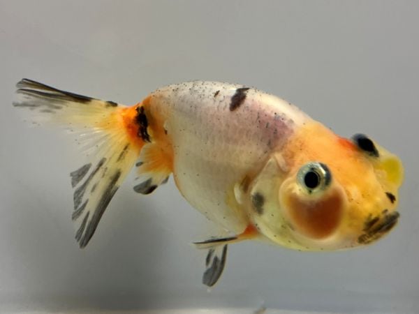 euphoria きんぎょさん専用 GEX 金魚用水槽(L) ロカボーイ付+冷却ファンセット 金魚 初めて