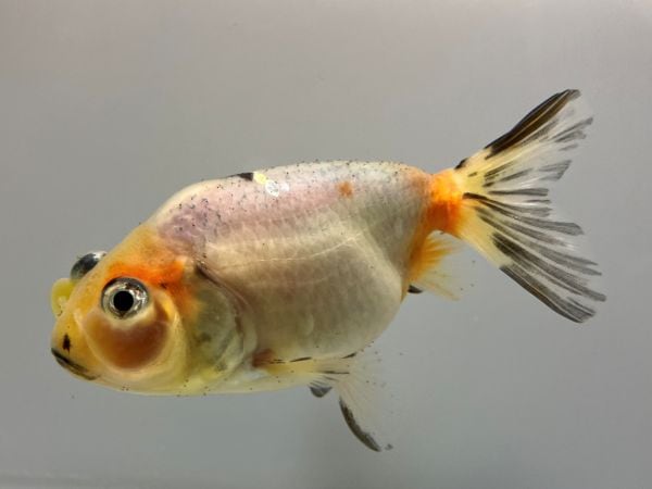 モモ「金魚」「菊」 桜和金 志村養魚場 13㎝ 極美！ #桜和金 #志村養魚場