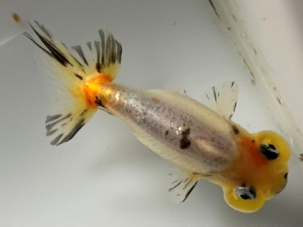 中国産フロッグヘッド 2番 全長約10センチ 金魚 kingyo 金魚生体