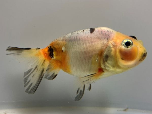 定番の中古商品 全長約10センチ 2番 中国産フロッグヘッド 金魚 金魚生体 kingyo カラーリング・白髪染め