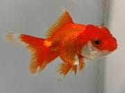 ���ĥ�������1�֡���Ĺ��10���������� kingyo ������� ���󤮤�