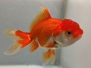 ���ĥ�������2�֡���Ĺ��10���������� kingyo ������� ���󤮤�