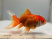 ���ĥ�������3�֡���Ĺ��10���������� kingyo ������� ���󤮤�