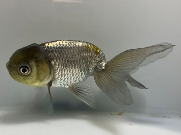 深見産 青秋錦 1番 全長約11センチ 金魚 kingyo 金魚生体