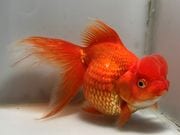 �Ͷӡ�1�֡���Ĺ��14���������� kingyo ������� ���󤮤�