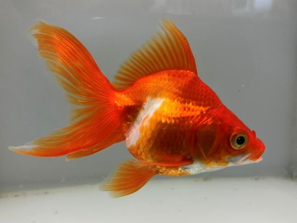金魚と金魚雑貨は「きんぎょ本舗」