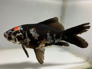 �ϼ�ʸ�⡡1�֡���Ĺ��15���������� kingyo ������� ���󤮤�