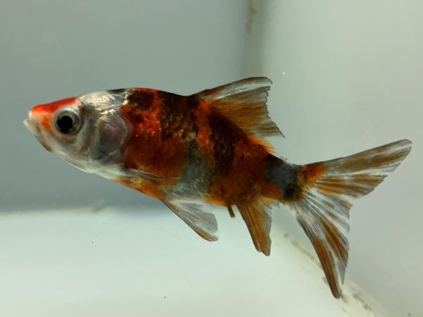 きんぎょ 東川銀鱗朱文金 25番 全長約8センチ 金魚 kingyo 金魚生体