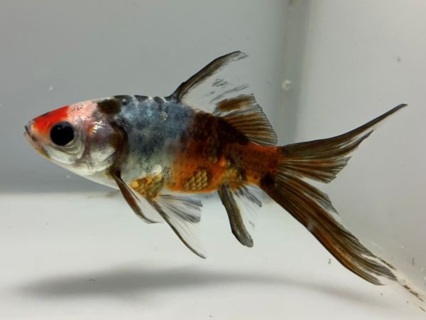 綺麗！何コレ！醒獅天珠たん！ 天元歌合