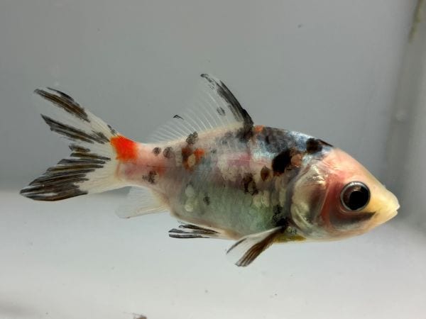 きんぎょ 東川銀鱗朱文金 25番 全長約8センチ 金魚 kingyo 金魚生体