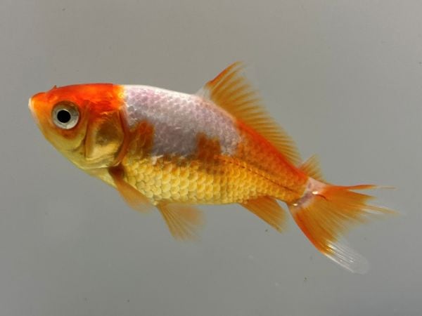 サラサ和金 1番 全長約8センチ 金魚 kingyo 金魚生体 きんぎょ