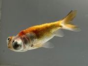 ĺŷ�㡡1�֡���Ĺ��8.5���������� kingyo ������� ���󤮤�