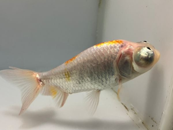 きんぎょ様 頂天眼 21番 全長約11センチ 金魚 kingyo 金魚生体 きんぎょ