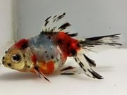 ���ĥ����ޡ�11�֡���Ĺ��10���������� kingyo ������� ���󤮤�