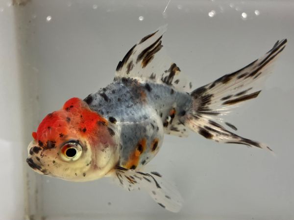 飯田アズマ 1番 全長約11センチ 金魚 kingyo 金魚生体 きんぎょ