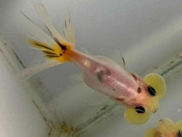 キャリコ水泡眼 21番 全長約7センチ 金魚 kingyo 金魚生体