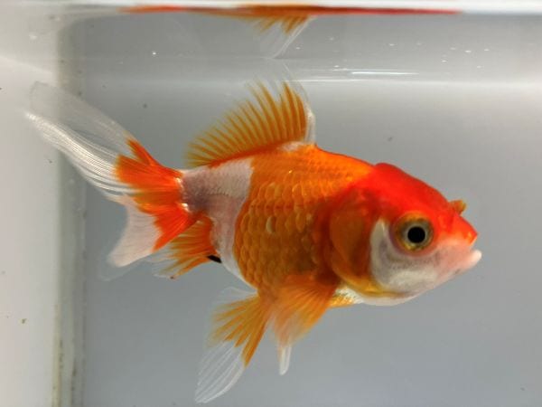値下げ 月夜野工房 ランプ 金魚 値下げ 月夜野工房 ランプ 金魚