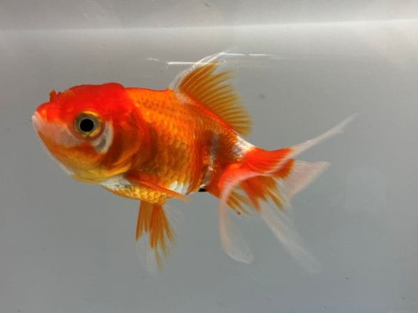『きんぎょ』 オランダ 21番 全長約10.5センチ 金魚 kingyo 金魚生体 きんぎょ